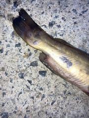 Piscicolaria reducta