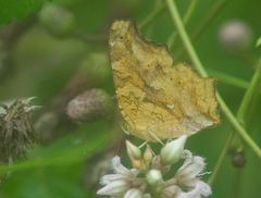 Polygonia c-aureum