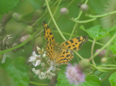 Polygonia c-aureum