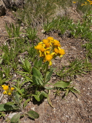Senecio integerrimus exaltatus
