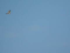 Buteo rufinus
