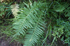 Oreopteris limbosperma