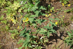 Hieracium krylovii