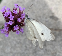 Pieris rapae