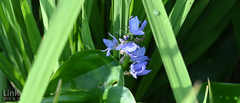 Pontederia vaginalis