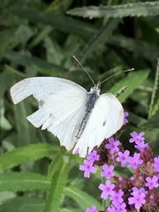 Pieris rapae