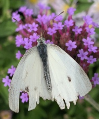 Pieris rapae