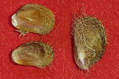 Modiolula phaseolina