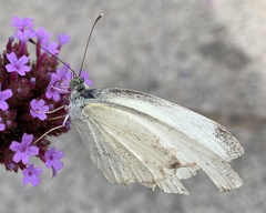 Pieris rapae
