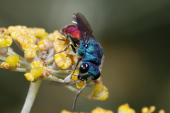 Chrysis inaequalis