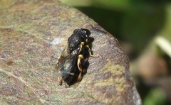 Brachymeria tibialis