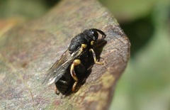 Brachymeria tibialis