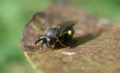 Brachymeria tibialis