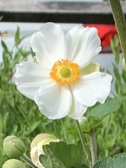 Eriocapitella hupehensis