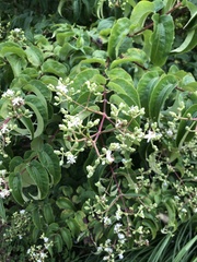 Heptacodium