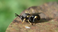 Brachymeria tibialis