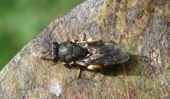 Brachymeria tibialis