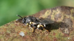 Brachymeria tibialis