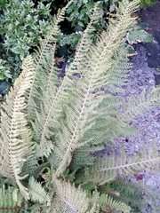 Anisocampium niponicum