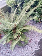 Anisocampium niponicum
