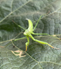 Mantis religiosa