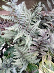 Anisocampium niponicum