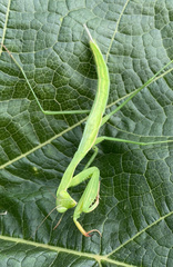 Mantis religiosa