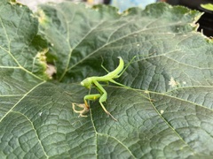 Mantis religiosa