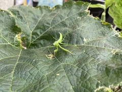 Mantis religiosa