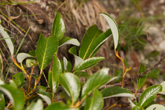 Salix glabra