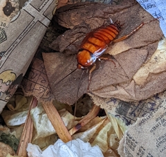 Periplaneta americana