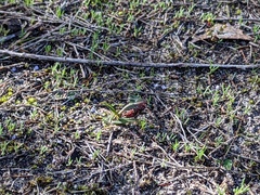 Pterostylis sanguinea