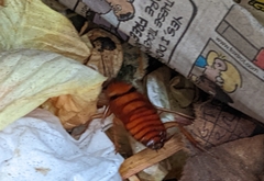 Periplaneta americana