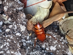 Periplaneta americana