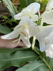Hedychium coronarium