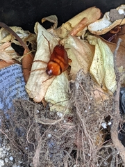 Periplaneta americana