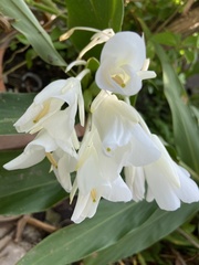 Hedychium coronarium