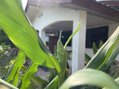 Hedychium coronarium