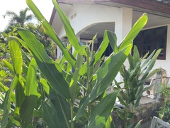 Hedychium coronarium