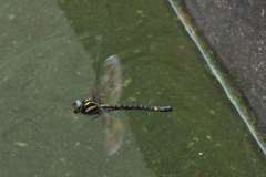 Polycanthagyna melanictera