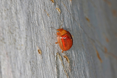 Paropsisterna basalis