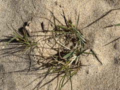 Zoysia