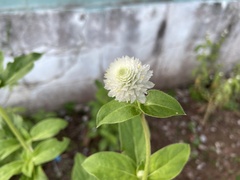 Gomphrena globosa