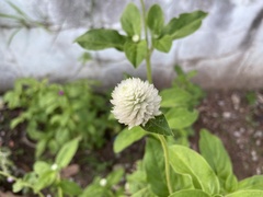 Gomphrena globosa
