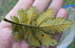 Quasipucciniastrum ochraceum