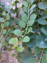 Capparis orientalis