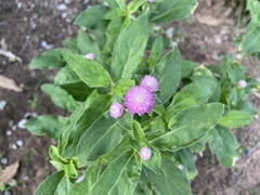 Gomphrena globosa