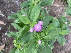 Gomphrena globosa