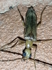 Vesperus
