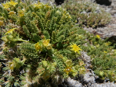 Ivesia shockleyi